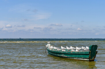 Fototapeta premium Seagulls sitting in a single row on side of the wooden fishing boat. 