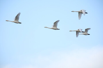 Swans, 14/11/2021