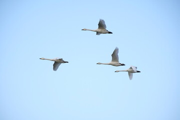 Swans, 14/11/2021
