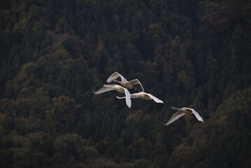 Swans, 14/11/2021