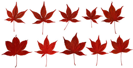 10 different japanese maple leaves on white background