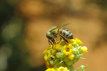 abeja recolectando polen sobre una flor amarilla con bokeh verde