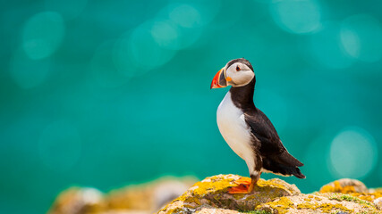 Atlantic puffin Ireland