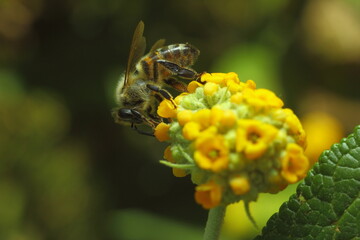 abeja recolectando polen sobre una flor amarilla con bokeh verde