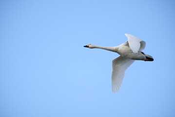 Swans, 14/11/2021B