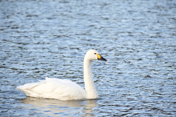 Swans, 14/11/2021B