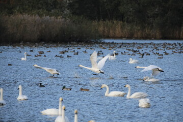 Swans, 14/11/2021B