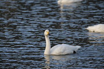 Swans, 14/11/2021B