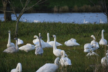 Swans, 14/11/2021B