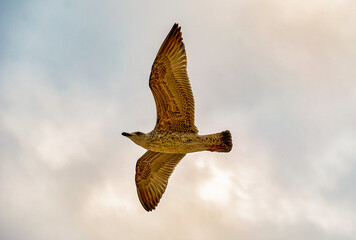 Fototapeta premium A seagull flies around a person, in a cloudy sky, in the middle of summer.