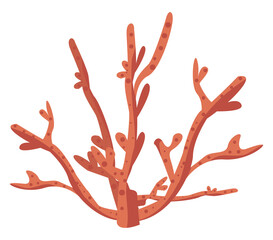 Fototapeta premium red seaweed sealife