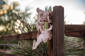 Animal Skull on Desert Fence Post in Southwest Desert