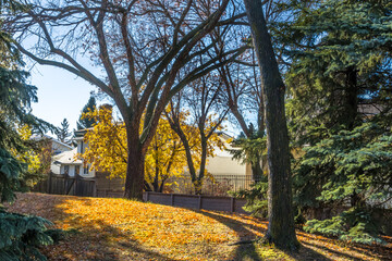 Fall landscape with alm tree leaves lightened with sun inext to the city dwelling house behind the fence
