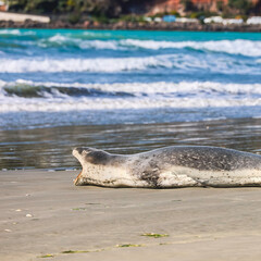 Leopard seal with mouth open