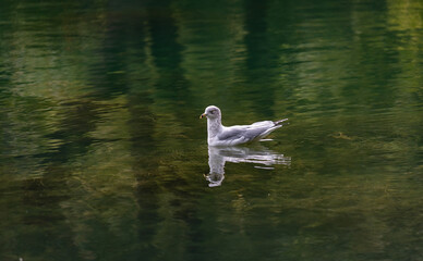Photo of a gull floating on Beaver Lake in Mont Royal Park, in Montreal, Quebec, Canada.