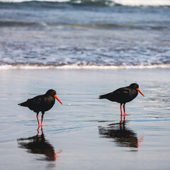 Oyster catchers on beach with reflection