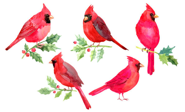 Winter Cardinal Clipart Images – Browse 529 Stock Photos, Vectors, and  Video | Adobe Stock