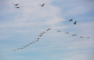 Migration of common cranes (Grus) from wintering. Birds flying in blue sky on spring day..