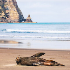 Fur Seal on the beach with flipper up