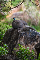 Guineafowls sitting on a rock in lush forest in shad on a summer day