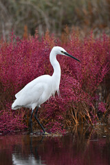 white egret in the pond in autumn season - 469198211