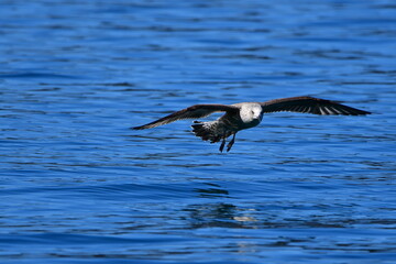 GAVIOTA PATIAMARILLA