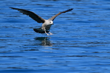 GAVIOTA PATIAMARILLA
