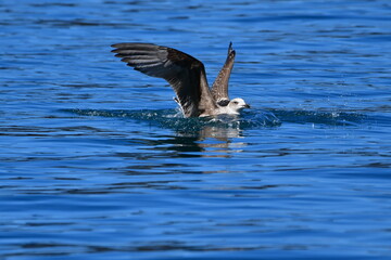 GAVIOTA PATIAMARILLA