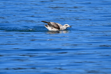 GAVIOTA PATIAMARILLA