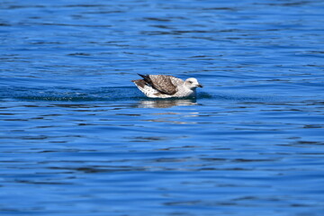 GAVIOTA PATIAMARILLA