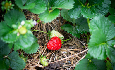 Two Strawberries in the garden. One ripe and one coming on.