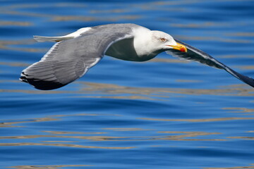 GAVIOTA PATIAMARILLA