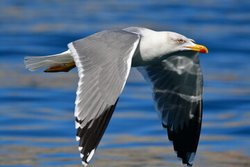 GAVIOTA PATIAMARILLA