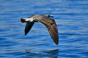 GAVIOTA PATIAMARILLA