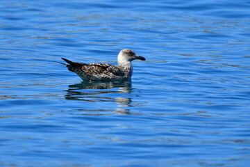 GAVIOTA PATIAMARILLA
