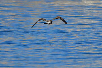 GAVIOTA PATIAMARILLA