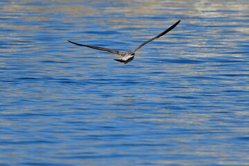 GAVIOTA PATIAMARILLA