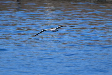 GAVIOTA PATIAMARILLA