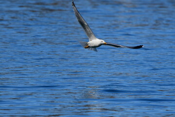 GAVIOTA PATIAMARILLA