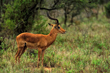 A picture of a gazelle