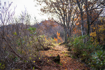 入善町、黒部宇奈月温泉や白馬岳を眺められる富山県入善町の負釣山を紅葉の時期に登山する風景 A view of climbing Mt.Oiturushiyama in Nyuzen-cho, Toyama Prefecture, with views of Kurobe Unazuki Onsen and Mt.Shirouma-dake, during the season of autumn