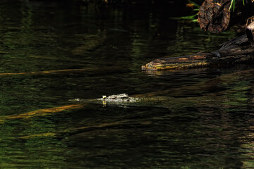 A picture of a crocodile