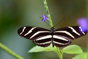 MARIPOSA