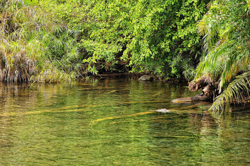 A picture of a crocodile