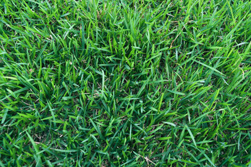 Close up green grass texture pattern