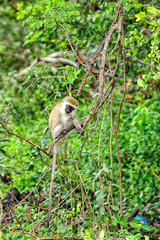 A little monkey in the leaves