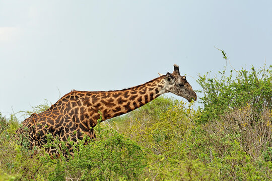A picture of a giraffe