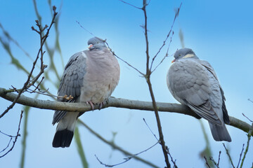 wild wood pigeon, Columba palumbus sitting in forest on branch of marsh oak Quercus palustris, concept ornithology, birds of Germany, fauna natural zones temperate zone of europe, nature protection