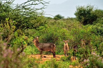 A picture of a Gnu