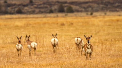 An American Pronghorn doe curiously looks toward the camera as other members of her herd move away.